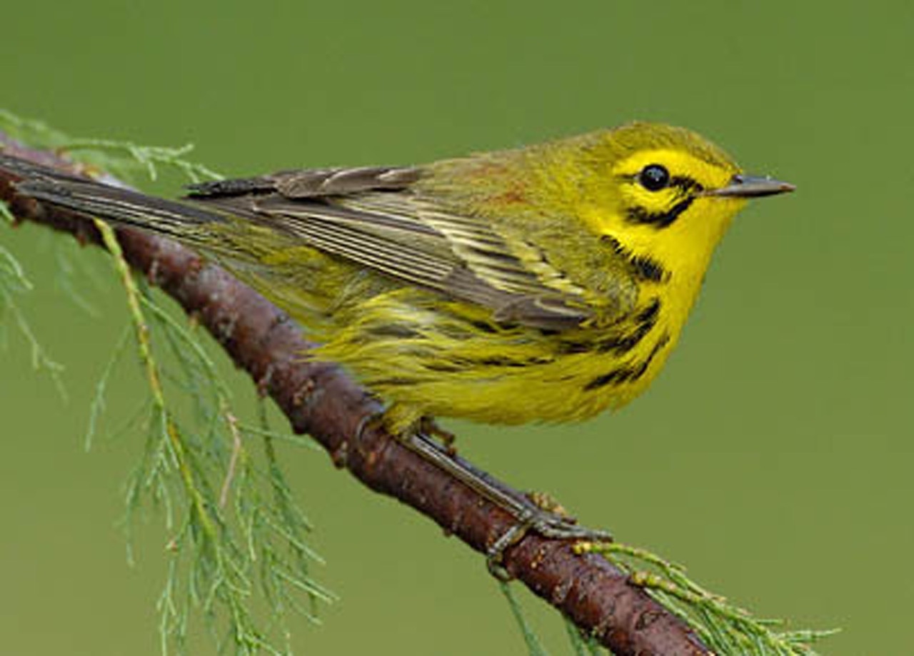 Prairie Warbler
